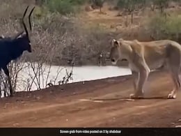 हारा वही जो लड़ा नहीं... हिरण ने अपनी जान बचाने के लिए चली चाल, देखते रह गए शेरनी और मगरमच्छ, कोई नहीं कर पाया शिकार हारा वही जो लड़ा नहीं... हिरण ने अपनी जान बचाने के लिए चली चाल, देखते रह गए शेरनी और मगरमच्छ, कोई नहीं कर पाया शिकार