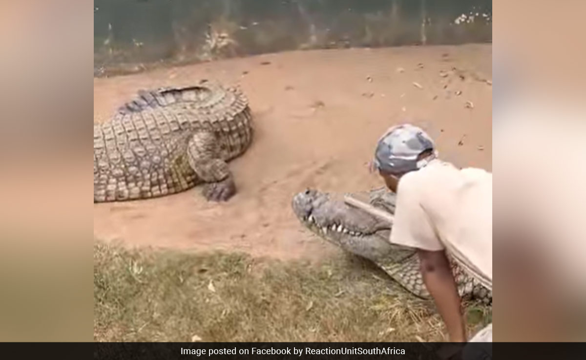 Video: Narrow Escape For Zookeeper As 15-Foot Crocodile Attacks