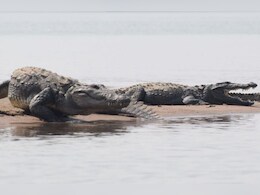 राजस्थान, MP और UP में जलीय जीवों को लेकर हुआ बड़ा सर्वे, जानें रिपोर्ट में क्या हुआ है खुलासा... राजस्थान, MP और UP में जलीय जीवों को लेकर हुआ बड़ा सर्वे, जानें रिपोर्ट में क्या हुआ है खुलासा...