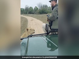 ऐसे में आप क्या करेंगे? जंगल सफारी के दौरान गाड़ी के बोनट पर बैठा था शख्स, अचानक सामने आ गया शेर, फिर जो हुआ... ऐसे में आप क्या करेंगे? जंगल सफारी के दौरान गाड़ी के बोनट पर बैठा था शख्स, अचानक सामने आ गया शेर, फिर जो हुआ...