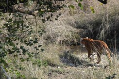 Why Supreme Court Stopped Tiger Safaris In Jim Corbett National Park's Core Areas Why Supreme Court Stopped Tiger Safaris In Jim Corbett National Park's Core Areas