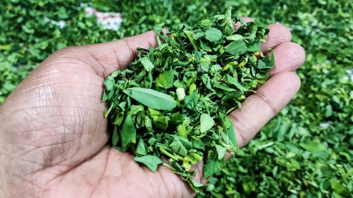 5 Fenugreek Leaves Substitutes You Didnt Know You Could Use In Kitchen