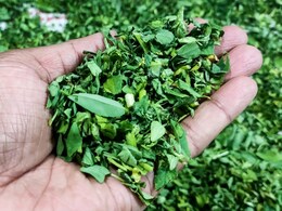 5 Fenugreek Leaves Substitutes You Didn't Know You Could Use In Kitchen