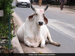 राजस्थान में दुधारु गायों पर कहर बरपा रहा है 'कर्रा रोग', इलाज के आभाव में सैकड़ों गायों की मौत राजस्थान में दुधारु गायों पर कहर बरपा रहा है 'कर्रा रोग', इलाज के आभाव में सैकड़ों गायों की मौत