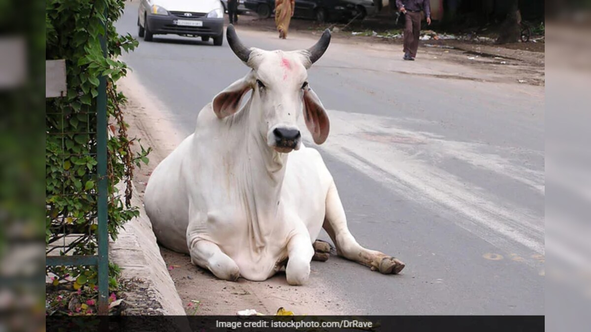 गोवंश के साथ निर्ममता, आटे में बारूद मिलाकर खिलाने से मुंह में हुआ