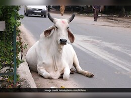गोवंश के साथ निर्ममता, आटे में बारूद मिलाकर खिलाने से मुंह में हुआ ब्लास्ट
