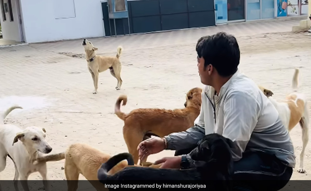 शख्स ने निकाली ऐसी आवाज़, इकट्ठा हो गए मोहल्ले के सारे कुत्ते, बुलाने की 'निंजा टेक्नीक' देख कंट्रोल नहीं होगी हंसी