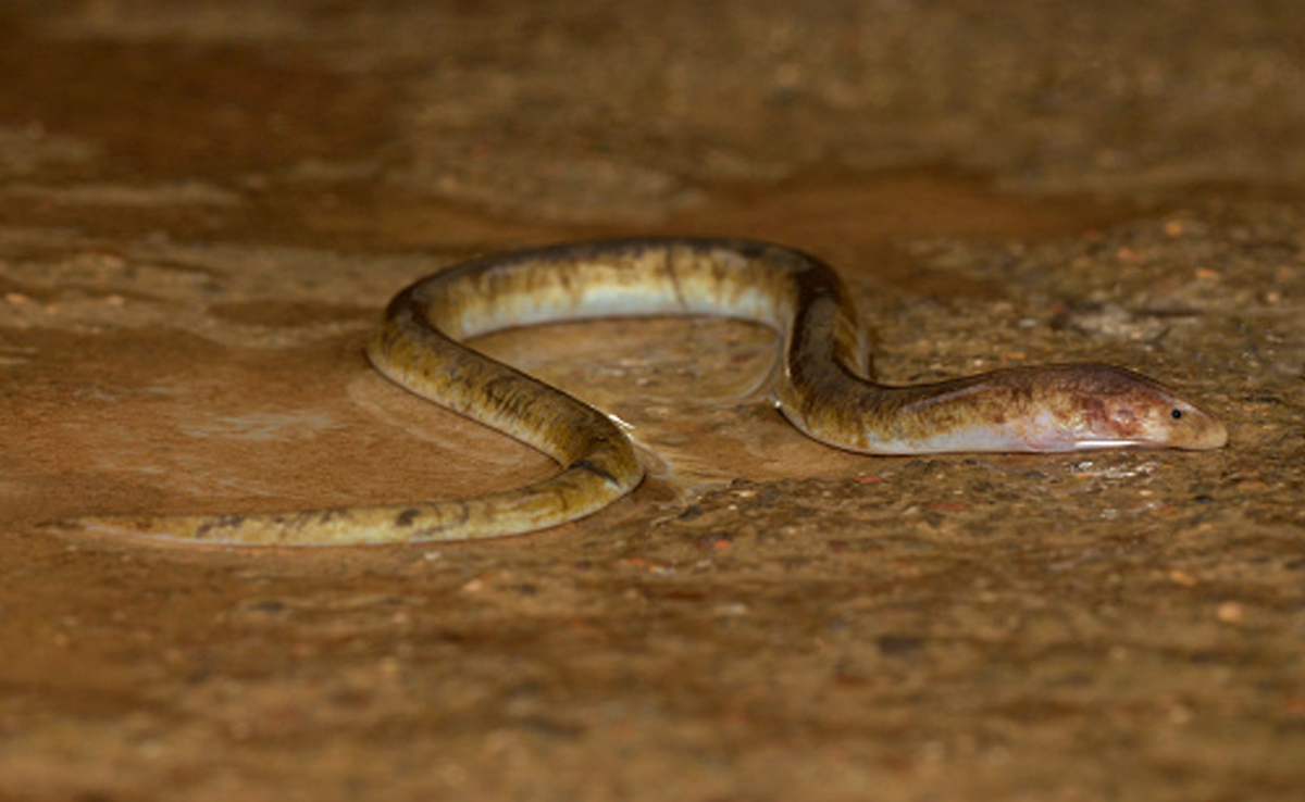 शख्स के पेट में घुसी 12 इंच की ईल, सर्जरी से ज़िंदा बाहर निकला खतरनाक जीव, देखकर डॉक्टरों के उड़े होश