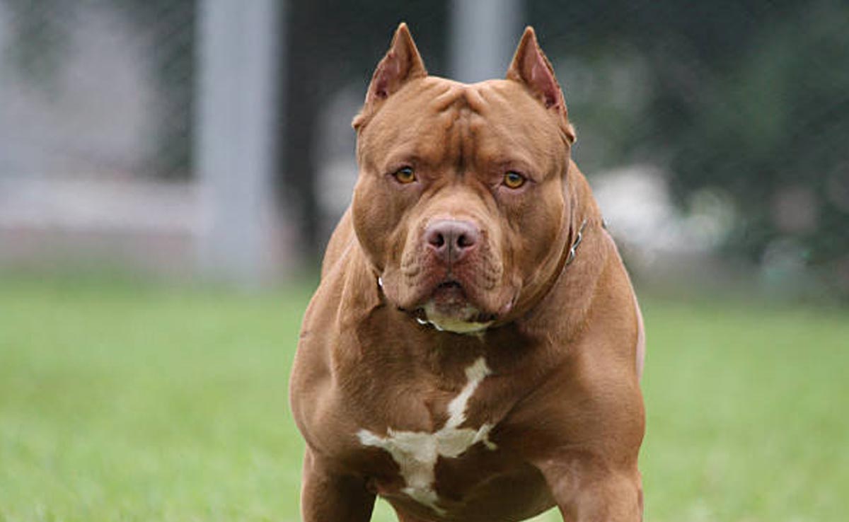 कुत्तों की खतरनाक नस्लों पर बैन लगाने की तैयारी में सरकार, जारी की 20 से ज्यादा की सूची