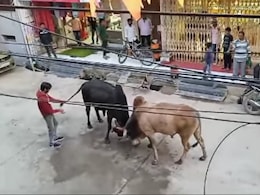 VIDEO: गली में दो सांडों के बीच हो रही थी लड़ाई, छुड़वाने पहुंचे शख्स की आई शामत, हो गया कांड VIDEO: गली में दो सांडों के बीच हो रही थी लड़ाई, छुड़वाने पहुंचे शख्स की आई शामत, हो गया कांड