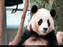 South Korea's Beloved Giant Panda Gets Ready To Move To China South Korea's Beloved Giant Panda Gets Ready To Move To China