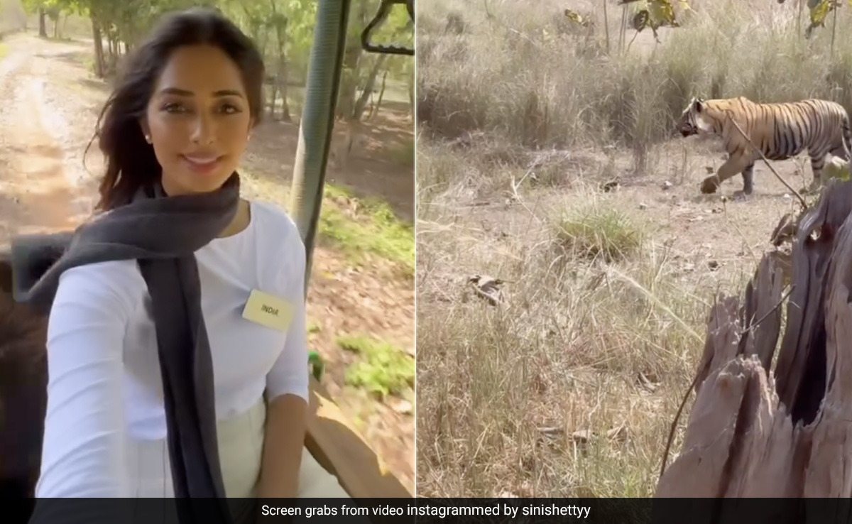 Inside Sini Shetty's "Paw-Some Day" At Tadoba Andhari Tiger Reserve With Miss England And Miss World South Africa