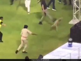 Dog 'Chased, Kicked, Punched' During GT vs MI IPL Game, Incident Draws Sharp Criticism From Activists Dog 'Chased, Kicked, Punched' During GT vs MI IPL Game, Incident Draws Sharp Criticism From Activists