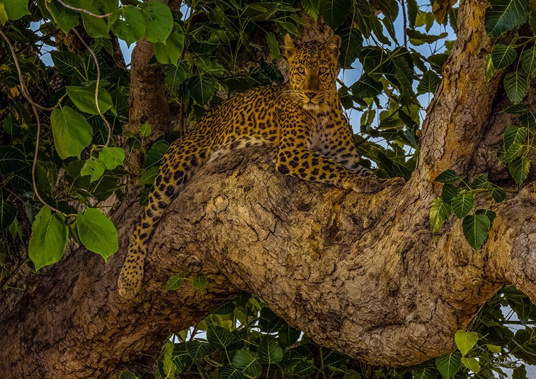 पन्ना टाइगर रिजर्व: MP को टाइगर के साथ तेंदुआ स्टेट बना रहा है यह पार्क, जानिए क्या कहते हैं आंकड़े