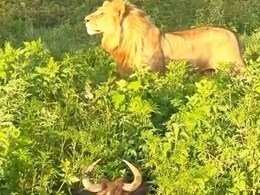 बब्बर शेर से बचने के लिए घनी झाड़ियों में जा छिपा जानवर, लेकिन अगले ही पल पड़ गया मौत से पाला बब्बर शेर से बचने के लिए घनी झाड़ियों में जा छिपा जानवर, लेकिन अगले ही पल पड़ गया मौत से पाला