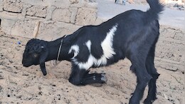 आम नहीं, बेहद खास है यह बकरी, मालिक ने 15 लाख रुपए रखी है कीमत, जानें क्या है खासियत