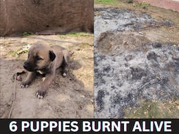Cruelty Crossed The Limits: युवक ने पेट्रोल डालकर 6 पपीज को जिन्दा जलाया, CCTV में कैद हुई पूरी वारदात 