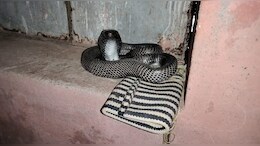 Rare Black Cobra: आंगनबाड़ी केंद्र में मिला साढ़े 5 फुट का दुर्लभ ब्लैक कोबरा, जिसने देखा कहा- पहली बार देखा ऐसा 'नागराज'