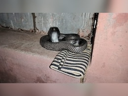 Rare Black Cobra: आंगनबाड़ी केंद्र में मिला साढ़े 5 फुट का दुर्लभ ब्लैक कोबरा, जिसने देखा कहा- पहली बार देखा ऐसा 'नागराज' Rare Black Cobra: आंगनबाड़ी केंद्र में मिला साढ़े 5 फुट का दुर्लभ ब्लैक कोबरा, जिसने देखा कहा- पहली बार देखा ऐसा 'नागराज'