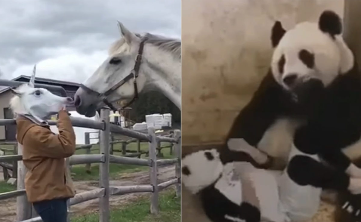 रोमांटिक मूड में था घोड़ा, नकाब हटते ही लगा 440 वोल्ट का झटका, VIDEO देख छूट जाएगी हंसी