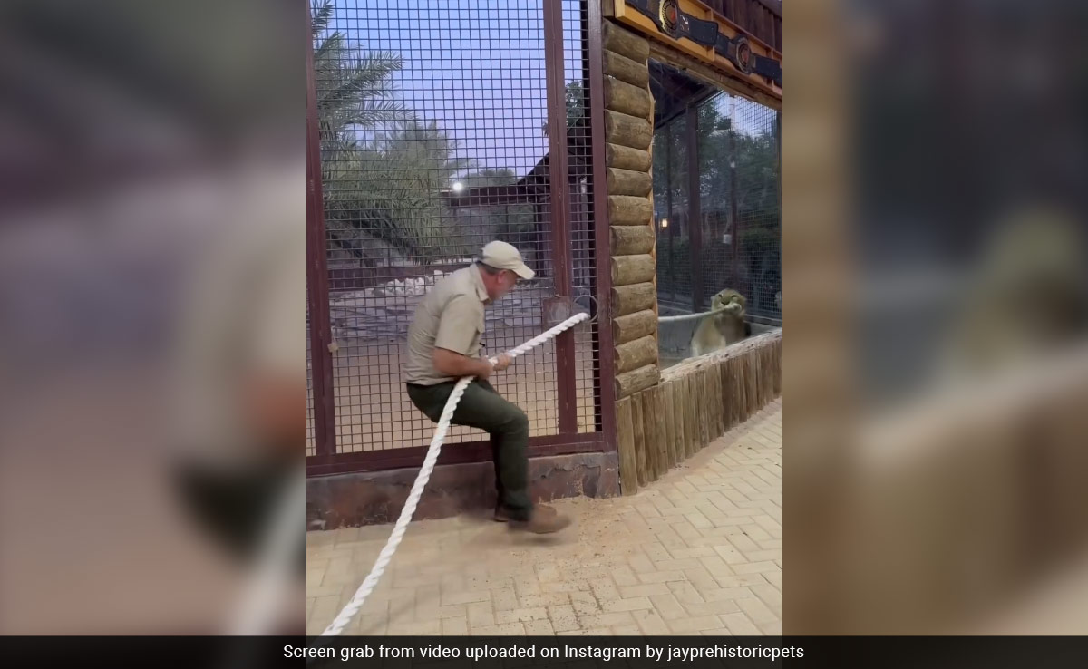 Video Of Tug Of War Between A Lion And Zookeeper Goes Viral