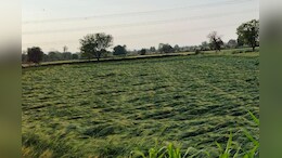 Rajasthan Weather: बेमौसम की बारिश ने तोड़ी किसानों की कमर, खेतों में गिरे फसल और मंडी में भींगे अनाज देख निकले आंसू
