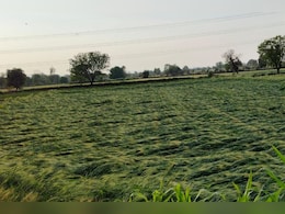Rajasthan Weather: बेमौसम की बारिश ने तोड़ी किसानों की कमर, खेतों में गिरे फसल और मंडी में भींगे अनाज देख निकले आंसू Rajasthan Weather: बेमौसम की बारिश ने तोड़ी किसानों की कमर, खेतों में गिरे फसल और मंडी में भींगे अनाज देख निकले आंसू