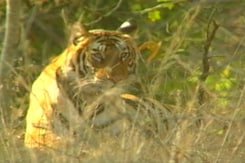 Uttarakhand Pulled Up Over Tree Felling In Corbett Tiger Reserve. Experts Decode Supreme Court Order Uttarakhand Pulled Up Over Tree Felling In Corbett Tiger Reserve. Experts Decode Supreme Court Order
