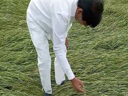 Tikamgarh: बेमौसम बरसात और ओलावृष्टि से 70 गांव प्रभावित, हजारों किसानों की फसलें हुई तबाह Tikamgarh: बेमौसम बरसात और ओलावृष्टि से 70 गांव प्रभावित, हजारों किसानों की फसलें हुई तबाह
