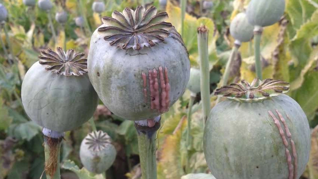 चूरू : अवैध अफीम की खेती पर बड़ी कार्रवाई