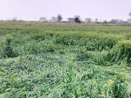 राजस्थान में बदला मौसम का मिजाज, ओले पड़ने से किसानों की बढ़ने लगी चिंता