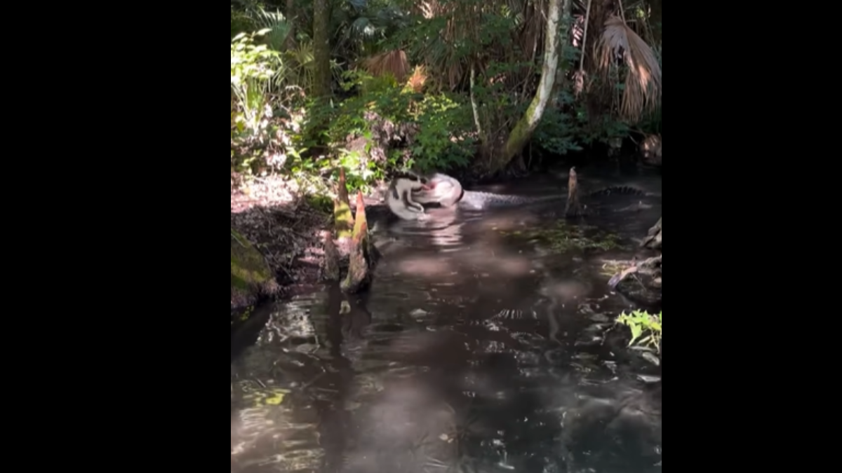 Shocking Footage Shows One Alligator Trying To Swallow Another