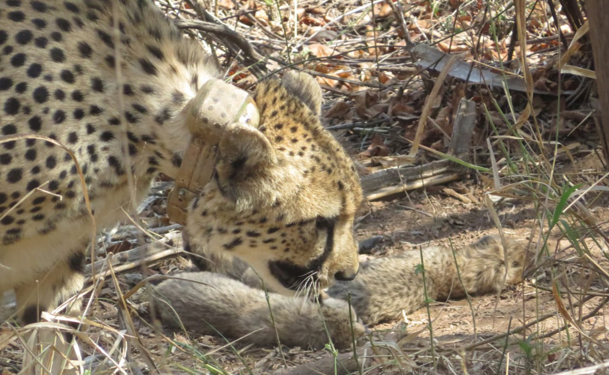 Kuno Cheetah: कूनो से आई बड़ी खुशखबरी! 'गामिनी' ने 5 नन्हें चीता शावकों को दिया जन्म, CM ने दी बधाई