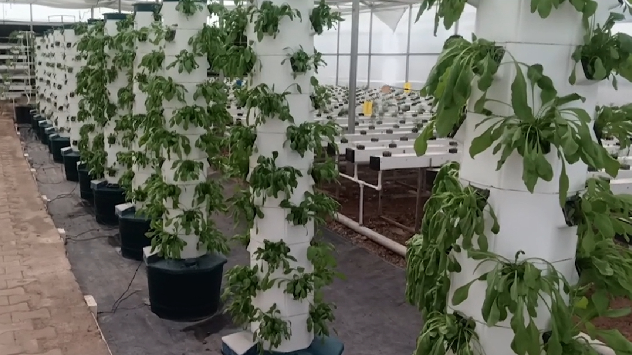 Hydroponic Farming: हाइड्रोपोनिक्स खेती जो किसानों के लिए बन रही है वरदान