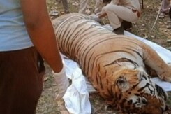 Tiger Electrocuted To Death At Kanha Reserve In Madhya Pradesh, 1 Detained Tiger Electrocuted To Death At Kanha Reserve In Madhya Pradesh, 1 Detained