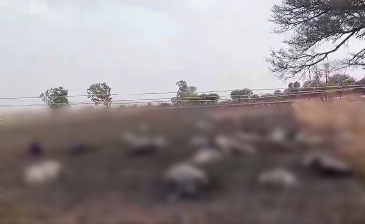 MP News: मंदसौर में एक साथ 100 भेड़ों की मौत, वीडियो वायरल होने से मचा हड़कंप