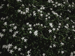 Gardening tips : मोगरे के पौधे में डाल दें किचन में रखी ये एक चीज, फूलों से भर जाएगा गमला Gardening tips : मोगरे के पौधे में डाल दें किचन में रखी ये एक चीज, फूलों से भर जाएगा गमला