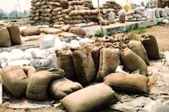 Unseasonal Rain In Madhya Pradesh And Chhattisgarh Causes Damage to Grains Lying In The Open Unseasonal Rain In Madhya Pradesh And Chhattisgarh Causes Damage to Grains Lying In The Open