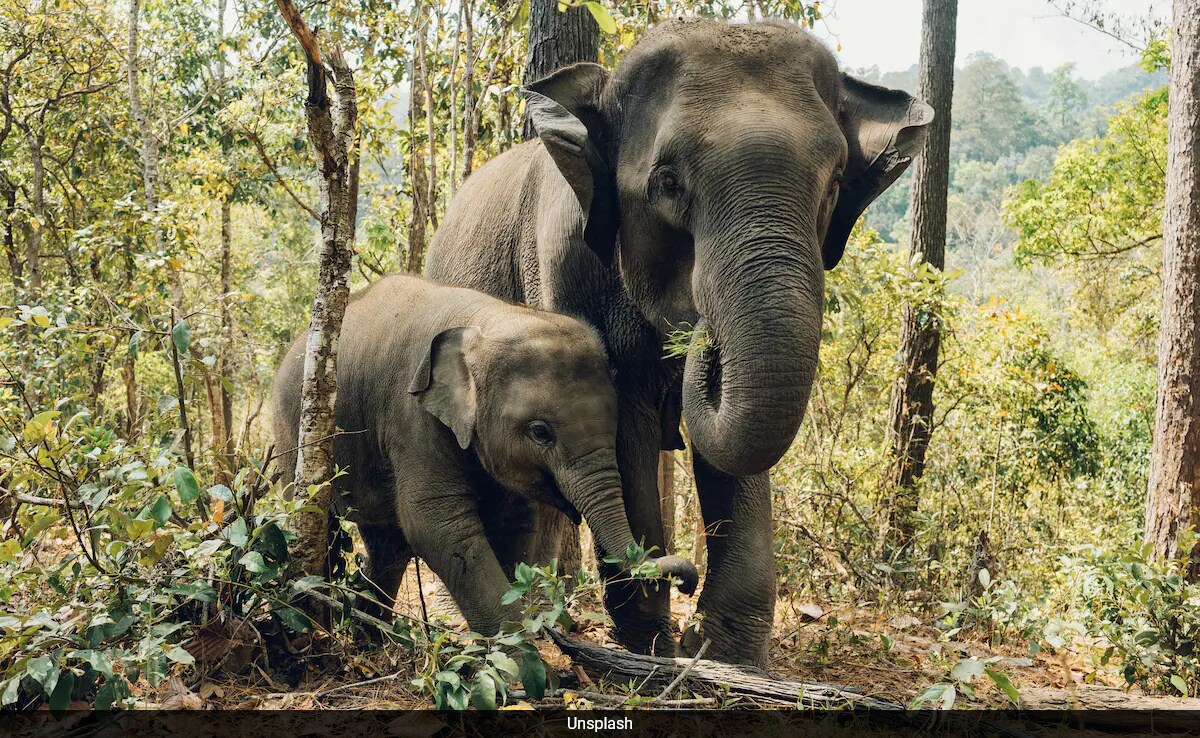Asian Elephants Loudly Mourn, Bury Their Dead Calves Study