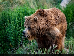 Bear Attack: शौच करने जंगल गया था युवक, अचानक भालुओं ने कर दिया हमला, लोटे को ढाल बनाकर बचाई जान Bear Attack: शौच करने जंगल गया था युवक, अचानक भालुओं ने कर दिया हमला, लोटे को ढाल बनाकर बचाई जान