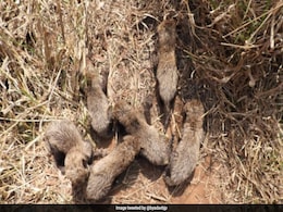 Not 5, 6 Cubs Born To Cheetah Gamini At Kuno Park: Union Minister Not 5, 6 Cubs Born To Cheetah Gamini At Kuno Park: Union Minister