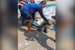 10 Olive Ridley Turtles Rescued By Local Fishermen, Volunteers, Released In Sea 10 Olive Ridley Turtles Rescued By Local Fishermen, Volunteers, Released In Sea