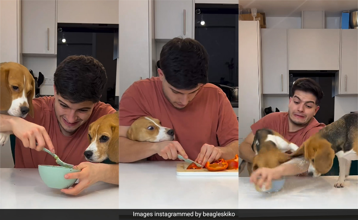 पेट्स के साथ केक बना रहा था लड़का, बेसर्ब कुत्तों ने किया ऐसा काम कि पड़ा पछताना, Pet Lovers जरूर देखें वीडियो