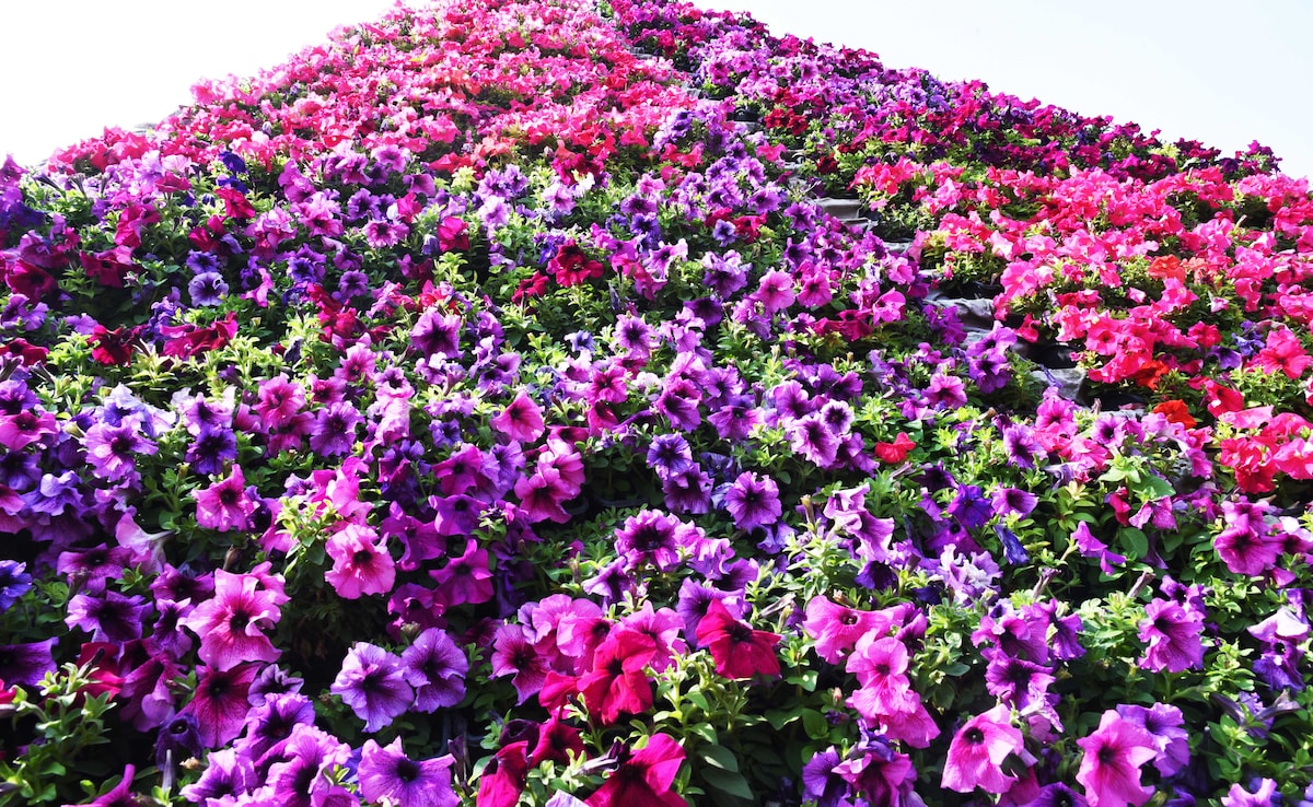 Colourful flowers bloom in full glory in Delhis Central Park. Colourful flowers bloom in full glory in Delhis Central Park.