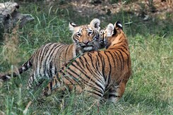 Supreme Court's "Waste Bin" Rap Over Deforestation In Corbett Tiger Reserve Supreme Court's "Waste Bin" Rap Over Deforestation In Corbett Tiger Reserve