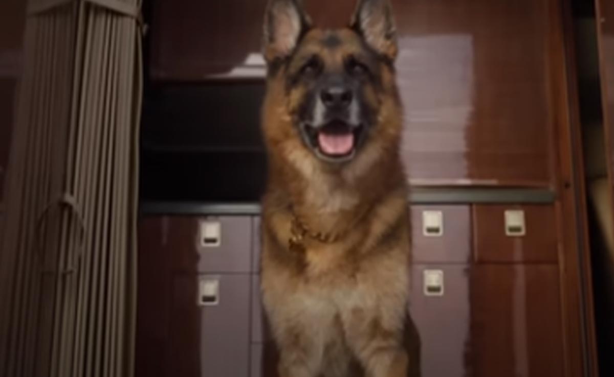 अजब गजब खबरें: 30 अरब का मालिक है ये पालतू कुत्ता, रहता है इस मशहूर गायिका के घर में...