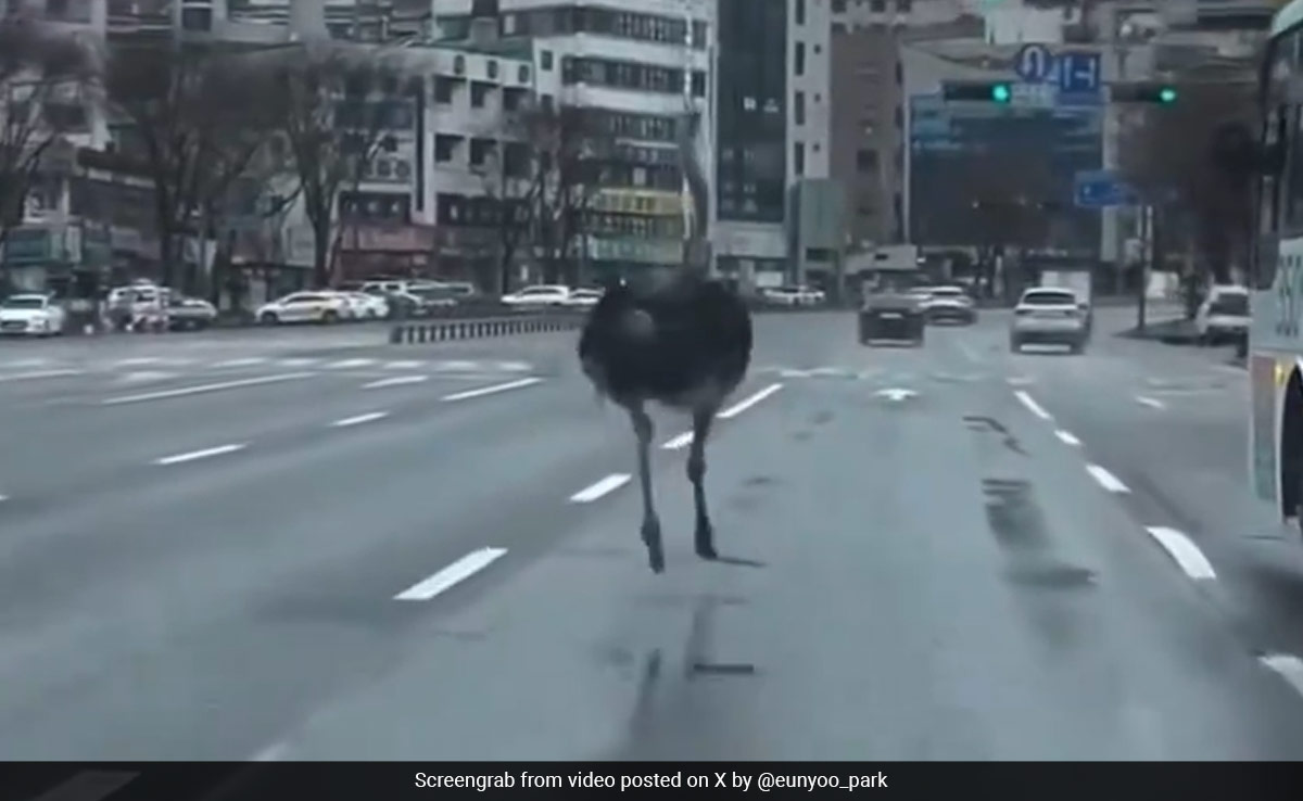 Video: Escaped Ostrich Runs Loose In South Korean City