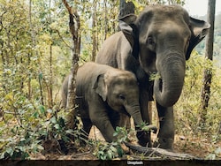 India Has About 22,446 Wild Elephants, Shows First DNA-Based Census
