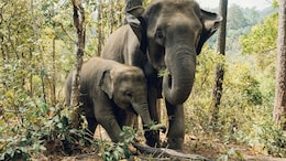 India Has About 22,446 Wild Elephants, Shows First DNA-Based Census
