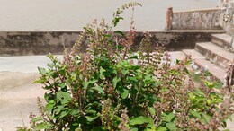Tulsi Plant Rules:  घरामध्ये तुळशीचे रोप असेल तर या गोष्टी ठेवा लक्षात, अन्यथा होईल मोठे नुकसान